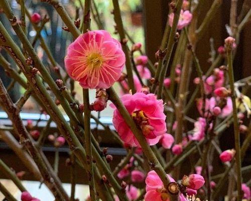 家庭腊梅花怎么养（腊梅花的养护与繁殖）