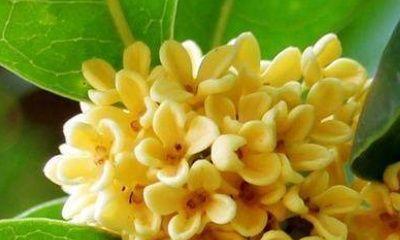 四季桂花（解读四季桂花的寓意与象征意义）