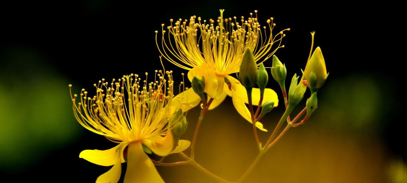 了解金丝桃植物的特点和生长习性（一起探索这个神奇而美丽的花卉世界）