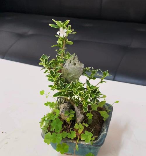 六月雪盆景的制作与养护（打造极具观赏价值的迷人盆景艺术）