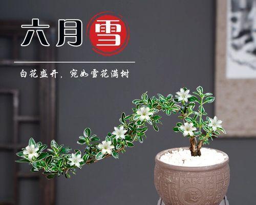 六月雪盆景的制作与养护（打造极具观赏价值的迷人盆景艺术）