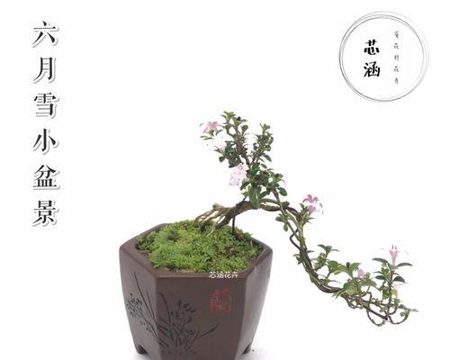 六月雪盆景的制作与养护（打造极具观赏价值的迷人盆景艺术）
