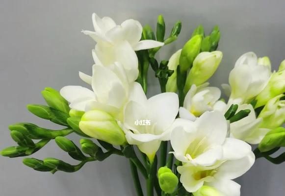 香雪兰的养殖方法（如何打造一盆健康的香雪兰）