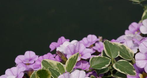 蔓长春花的种植与养护（从选种到繁殖，详解蔓长春花的种植技巧）