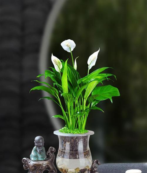 一帆风顺——褐斑病的防治措施（保护果树健康成长，从预防褐斑病开始）