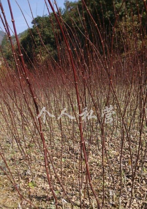 红枫树苗的种植与养护（如何选购、栽种、管理红枫树苗）