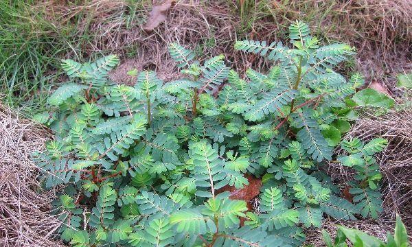 常见野草种类及其特征（探寻野草的美丽和价值）