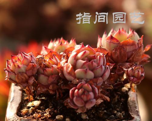 多肉植物养护全攻略（从入门到精通，掌握这一个就够了！）