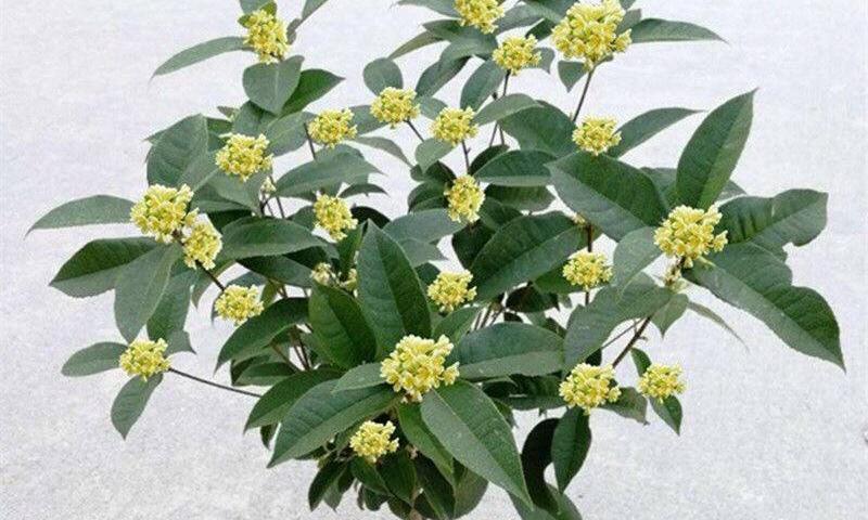 如何正确浇水，让桂花开得更美丽（桂花养殖的注意事项和浇水技巧详解）