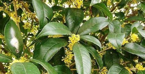 如何正确浇水，让桂花开得更美丽（桂花养殖的注意事项和浇水技巧详解）