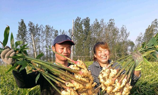 生姜种植全攻略（从选地到收获，轻松掌握生姜种植技巧）