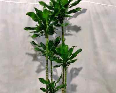 如何养护螺纹铁盆栽？（学习螺纹铁盆栽的养护方法，让它长得更健康！）