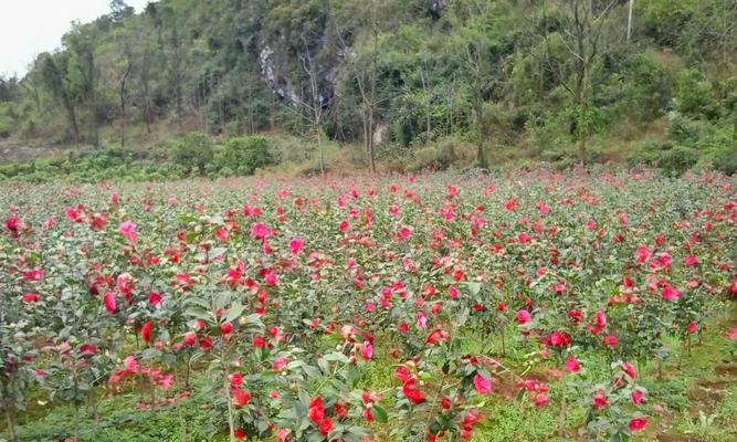 如何成功栽植山茶花（从选地到施肥，助您打造山茶花园）