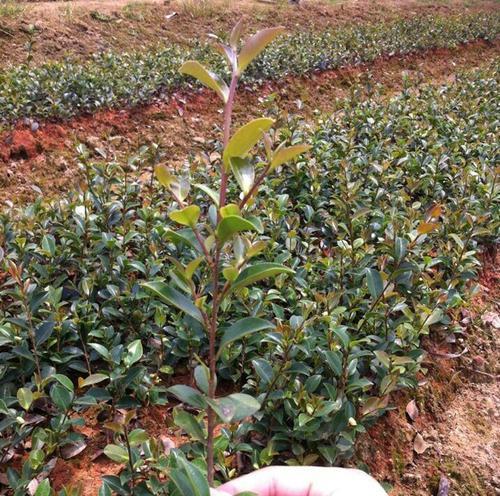 如何成功栽植山茶花（从选地到施肥，助您打造山茶花园）