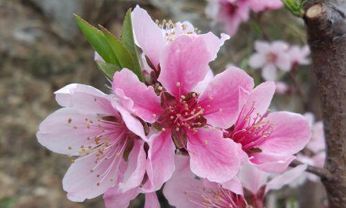 探秘桃花叶的神秘之美（桃花叶的形态特征与生长习性）