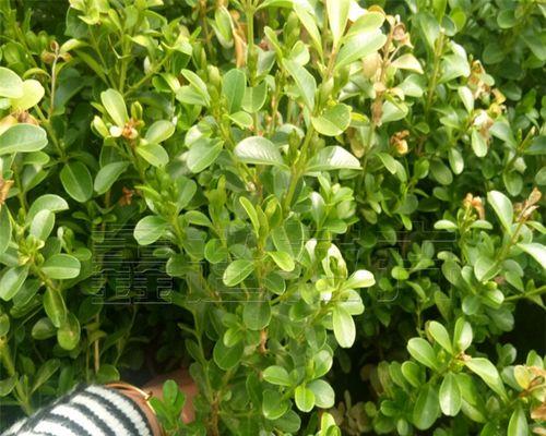 扶芳藤，一种绿化美化利于康复的植物（了解扶芳藤的别名、特点及作用）
