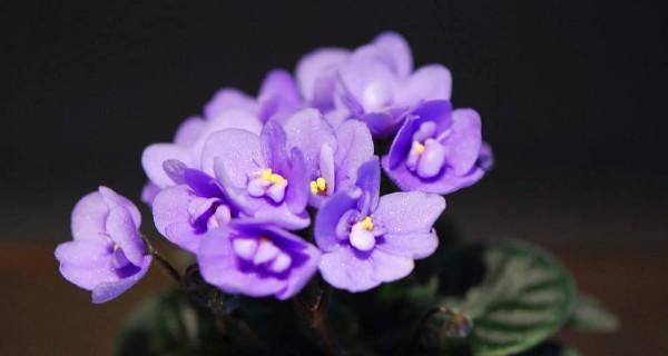 紫罗兰花的家庭养法（打造一个温馨的紫罗兰花园）