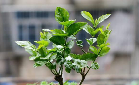 茉莉花开花掉落问题（探究茉莉花掉落的原因及解决方法）