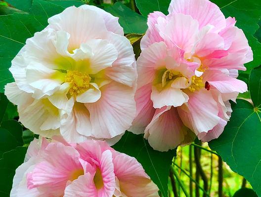 芙蓉花花蕾是否需要浇水？（掌握正确的浇水方法，让芙蓉花更美丽）