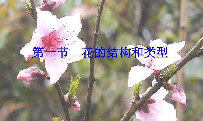 探秘花的重要结构（解析花的生命密码）