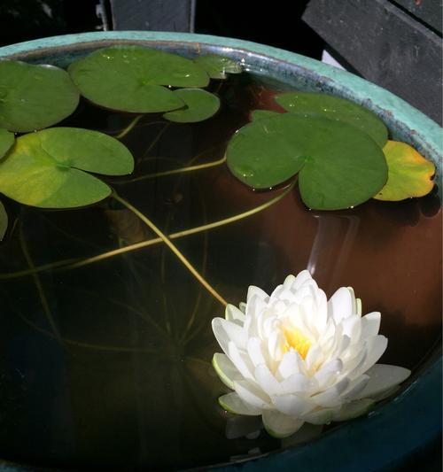 睡莲开花时间及特点（了解睡莲开花的奥秘，享受水上花园的美丽）