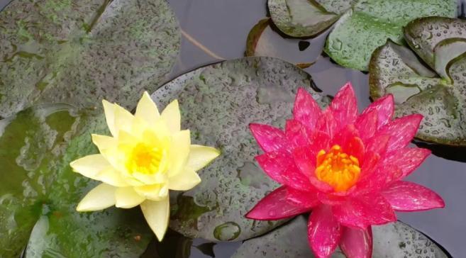 睡莲开花时间及特点（了解睡莲开花的奥秘，享受水上花园的美丽）