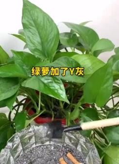 水质养花的秘密——打造健康花盆的八个方法（优质水质不止给人喝，也是花儿茁壮成长的重要条件）