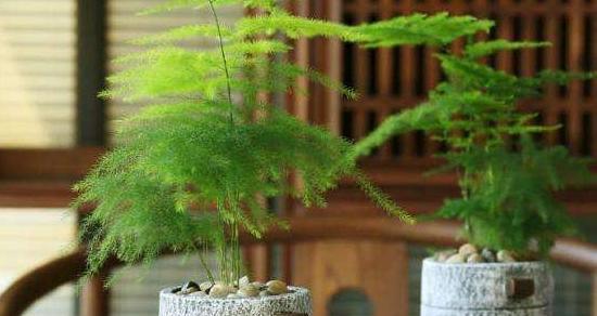 文竹盆栽的养殖技巧（让您轻松打造优美的室内景观）