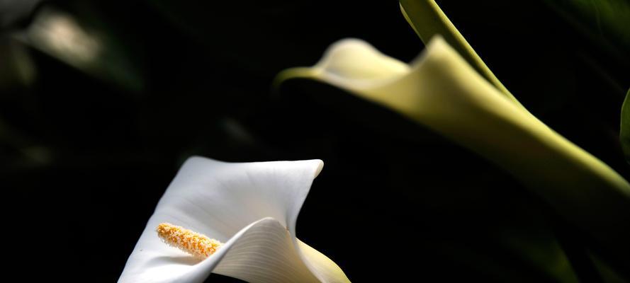 送马蹄莲花——一份深情厚谊的表达（代表友谊、感恩、祝福和美好的寓意）