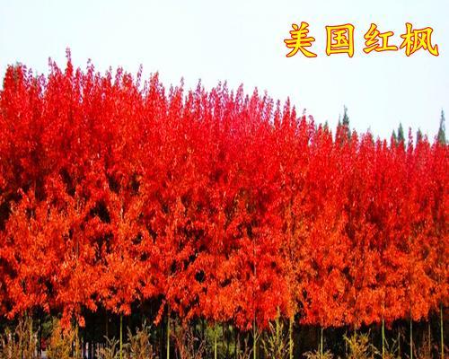打造秋日迷人风景——如何种植日本红枫树？（掌握种植要领，让红枫树成为您园林的亮点）