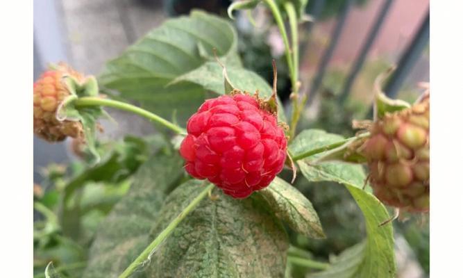 树莓种植的全面指南（如何在家庭花园中成功种植树莓？）