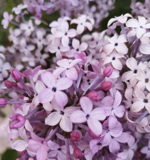 紫丁香开花结果时间及繁殖方法（春日里的紫色浪漫——紫丁香花期及其繁殖技巧）