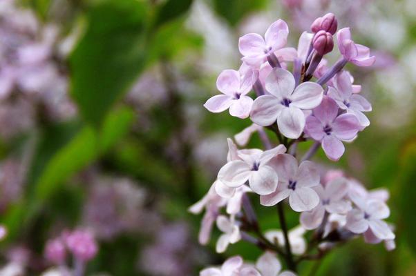 紫丁香开花结果时间及繁殖方法（春日里的紫色浪漫——紫丁香花期及其繁殖技巧）