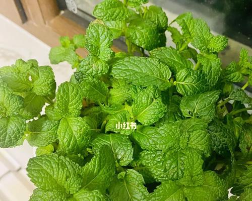 薄荷种植（探究薄荷的生长特点和需水量，合理浇水有助于提高产量和品质）