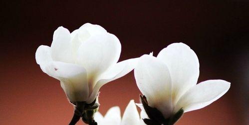 白玉兰——优雅的花卉之王（探秘白玉兰的花型、品种、栽培和文化涵义）