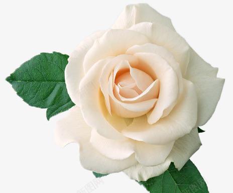 解密白色玫瑰的花语（传递纯洁和真爱的代表）