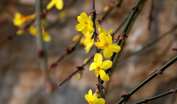 相约迎春花（探访新年第一花）