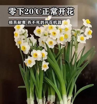 水仙花的养护与繁殖（打造盛开的水仙花花园）