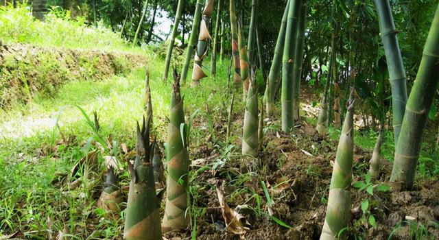 竹子生长的奥秘（探究竹子长得快的原因及其应用价值）