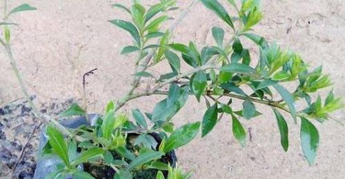 黄栀子养殖方法（掌握黄栀子的种植技巧，打造高产优质的黄栀子园）