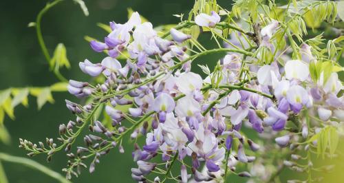 紫藤花树开花时间与观赏技巧（春季这样看，让您爱上紫藤花）