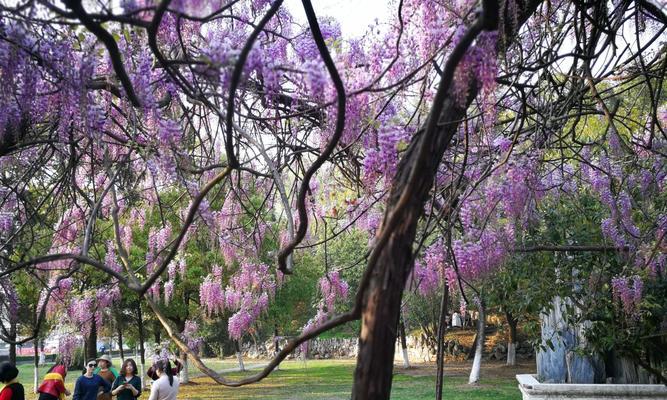 紫藤花树开花时间与观赏技巧（春季这样看，让您爱上紫藤花）