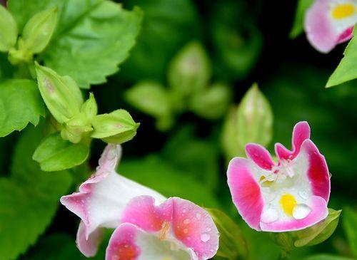 大花三色堇（细数大花三色堇的颜色与品种，欣赏其独特的花朵特点与园林应用）