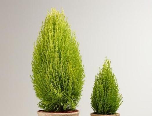 小香松的生长与发展（从种植到成长，小香松能长多大？）