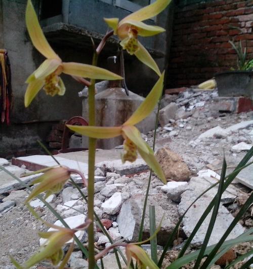 探寻兰草花的丰富品种（了解兰草花图片品种及其特点）