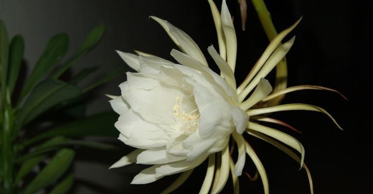昙花（昙花的寓意和象征风水）