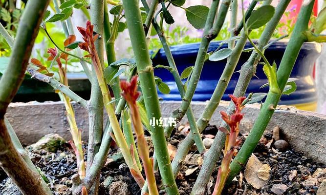 月季花为何长枝条不开花？（探究月季花长枝条不开花的原因及解决方法）