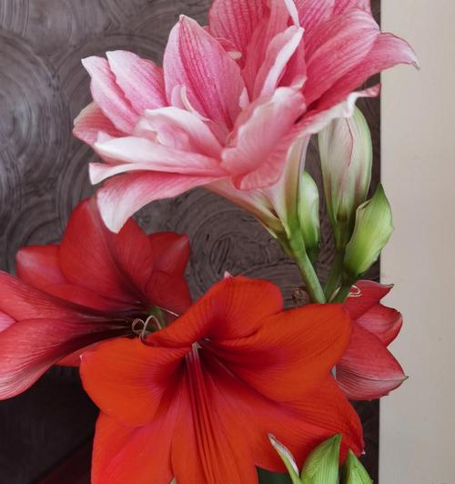 赏花之旅——朱顶红的开花季节（探寻朱顶红的开花规律，领略鲜花盛宴）
