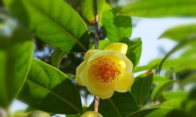 如何种植金茶花？（步步为营打造盛开花园，以及“种植”。）