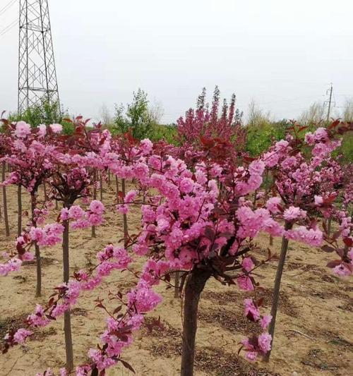 如何正确扦插榆叶梅球花（手把手教你，让榆叶梅球花快速生根发芽）